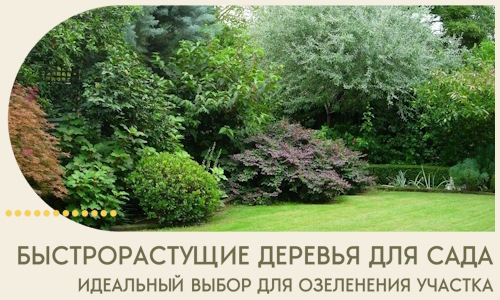 Быстрорастущие деревья для сада идеальный выбор в Каменске-Шахтинском