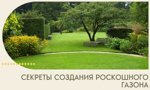Секреты создания роскошного газона в Каменске-Шахтинском